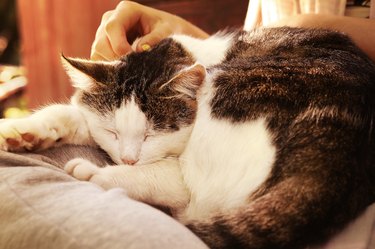 close up photo of senior cat