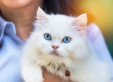 close up white persian cat looking