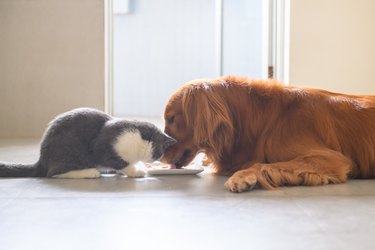 Golden Hound and British short-haired cat