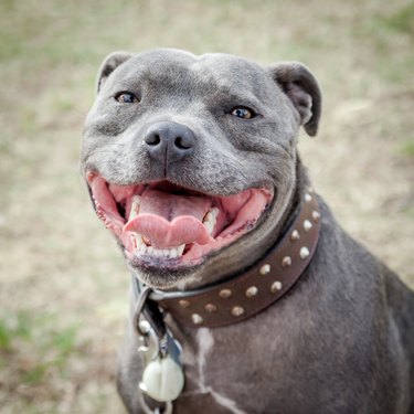 Head of Staffordshire Bull Terrier with Mouth Open