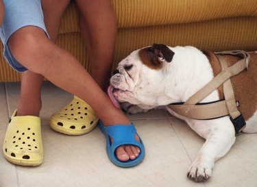 dog licks her young master's ankle