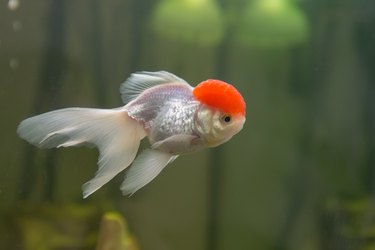 Small oranda hot sale