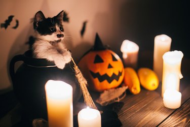 cute kitty sitting in witch cauldron and Jack o lantern pumpkin with candles, broom and bats, ghosts on background in dark spooky room. Happy Halloween concept. atmospheric image