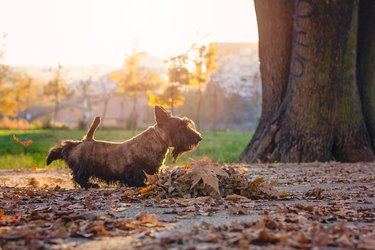 scottish terrier in  a park kick leafs