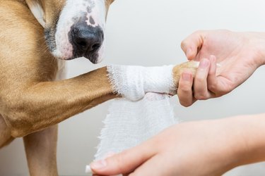 Medical treatment of pet concept: bandaging a dog's paw