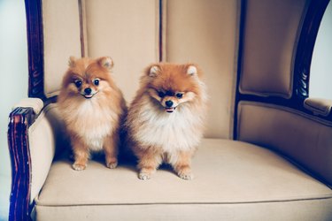 two cute pomeranian dogs sitting on a chair