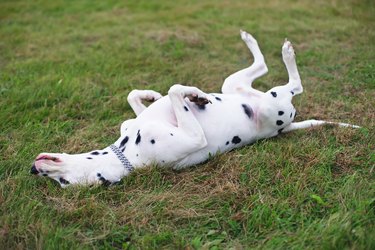 Dalmatian dog lying on their back on the green grass.