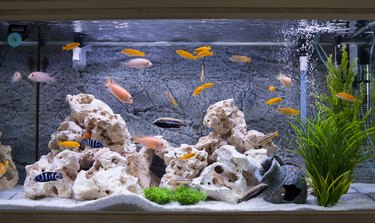 How To Clean a Fish Tank