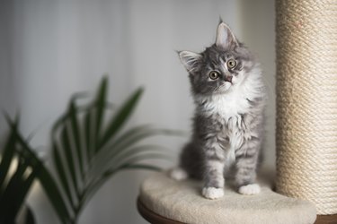 maine coon kitten on scratching post