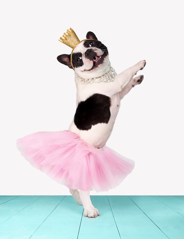 Funny bulldog ballerina