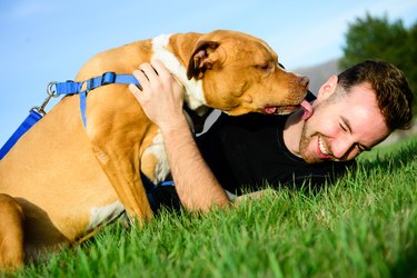 Loving Dog - Pit Bull