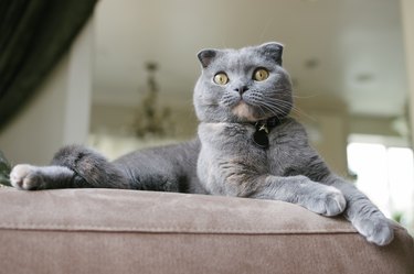 Beautiful Grey Scottish Fold Cat lounges on couch