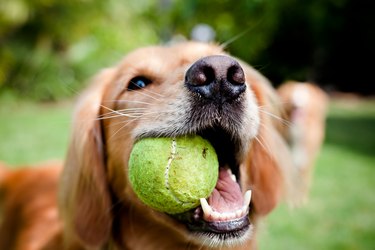 Retriver with a ball.