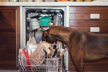 Dog licking the plates in the dishwasher