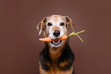 big dog holding a carrot in his mouth
