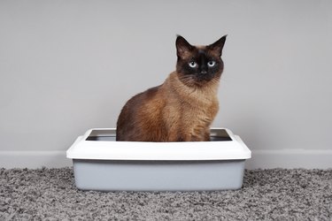 house-trained cat sitting in cat toilet or litter box
