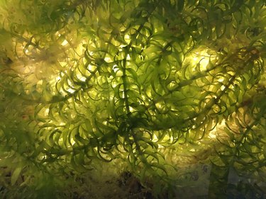 Fresh water aquarium algae