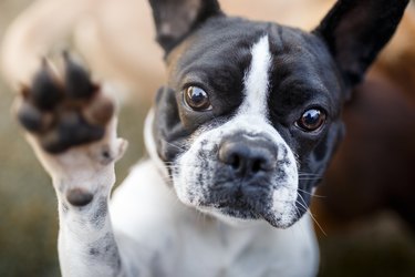 Dog giving paw