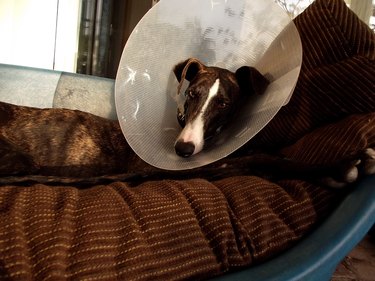 Annoyed Dog with Cone Collar