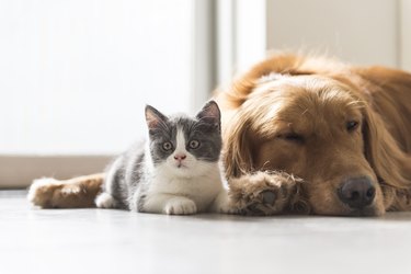 kitten and dog snuggle together