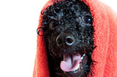 Black poodle after bathing