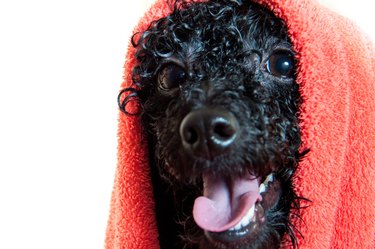 is it safe to bathe a pregnant dog