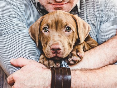Man hugging a young, charming puppy. Close-up