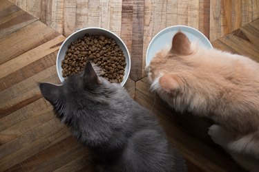 two cats eating food and drinking water