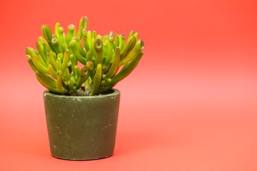 jade plant in pot on red background