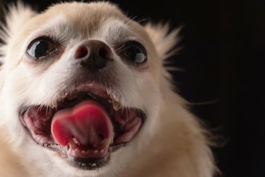 closeup cute brown hair chihuahua dog black background