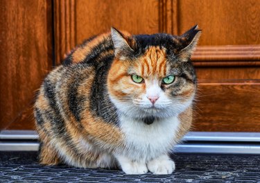 A annoyed domestic cat look at camera. A kitten sitting on doormat before home door. Never touch her. Green eyes