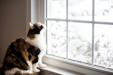 Female, cute calico cat on windowsill window sill looking up at birds staring through glass outside with winter snow