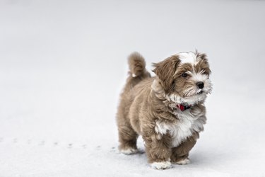 Puppy in Snow