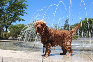 English Cocker Spaniel enjoying fresh water shower on hot summer day