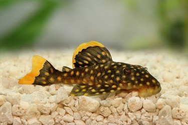 Types of Sucker Fish include pleco catfish