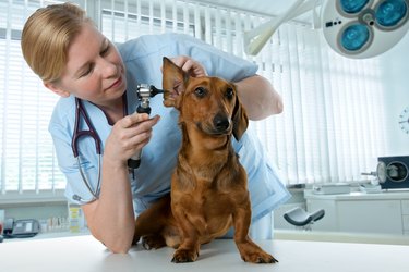 Doggy getting a checkup at the veterinarian office