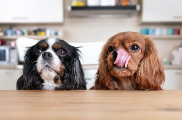 Two dogs behind the table, one dog licking lips