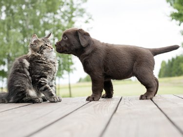cat and dog friendship