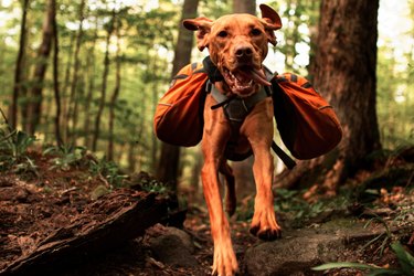 Vizsla Jumping With Backpack