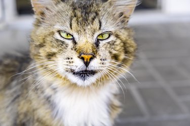 Street cat squinting seriously into the camera