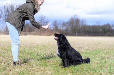 Young woman teaching her dog to sit and stay