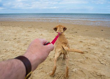 Dog Pulling On A Lead