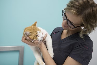 Veterinarian holding and smiling at cat