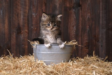 Cute Kitten With Straw in a Barn