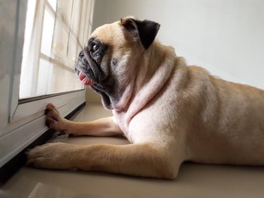 Pug waiting at the window