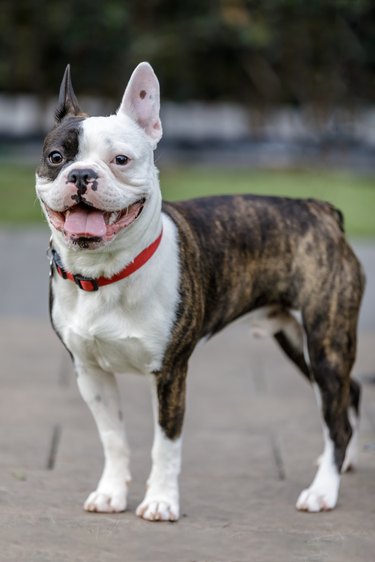 French Bulldog and Boston Terrier cross breed ('The Frenchton'), puppy male.