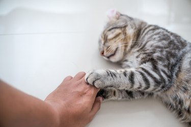 Cat love By the hand grip at hand.