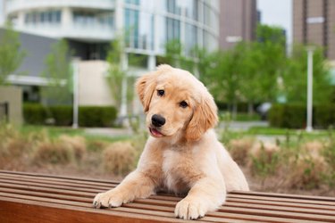 Portrait of golden retriever puppy in city