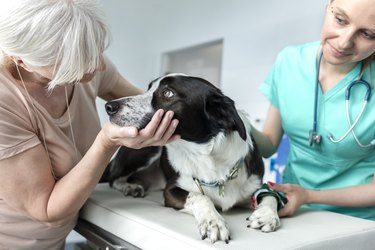 Doctor and senior owner looking at dog on bed in veterinary clinic