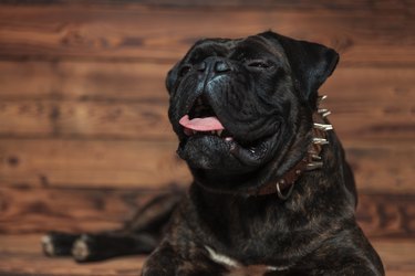 funny boxer with tongue exposed lying with eye closed